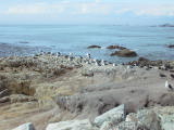 carmel0005.jpg