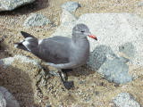 carmel0007.jpg