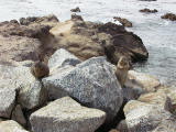 carmel0008.jpg
