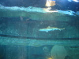 d1misc_0008.jpg