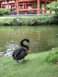 d4misc_0009.jpg