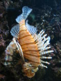d5misc_0008.jpg