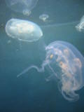 d5misc_0011.jpg