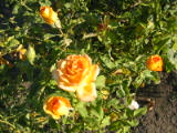 20030701-190100.jpg