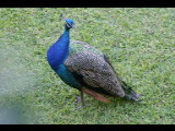 20040918-171955.jpg