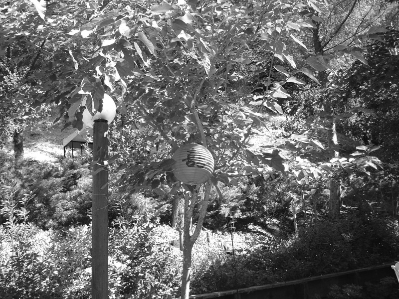 DSC00810.JPG